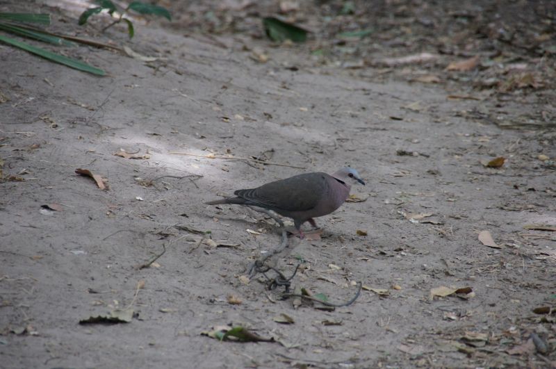 <i>Streptopelia semitorquata</i> (Red-eyed Dove)