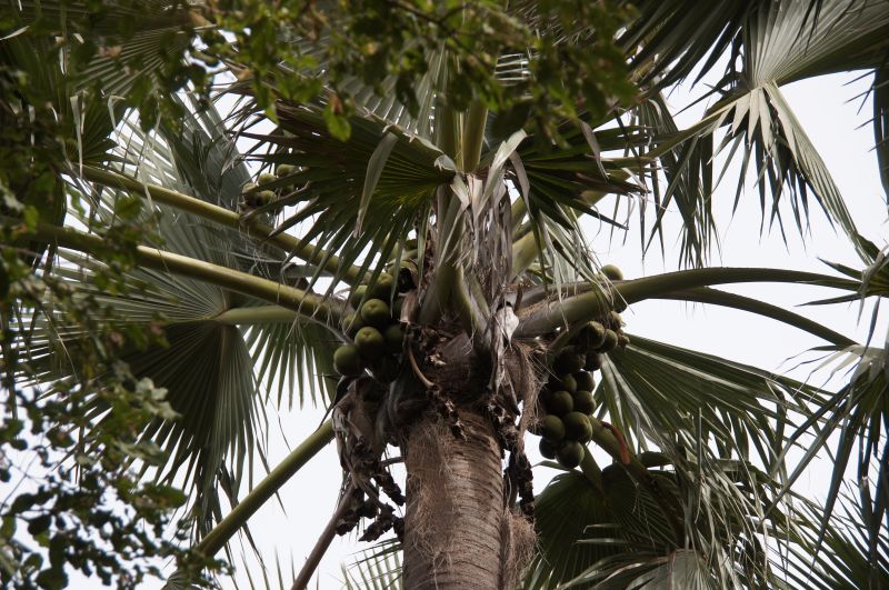 <i>Borassus akeassii</i> (null)