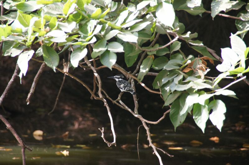 <i>Ceryle rudis</i> (Pied Kingfisher)