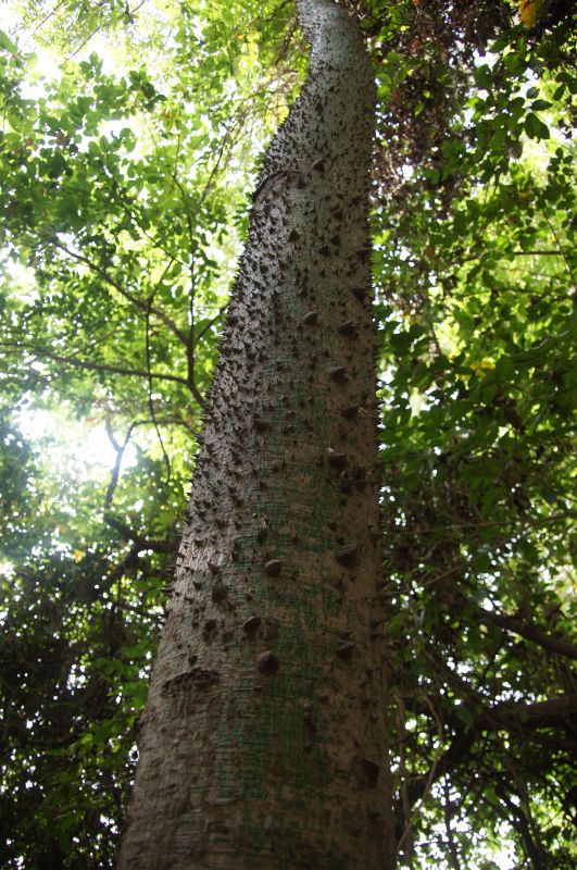 <i>Ceiba pentandra</i> (Kapok Tree)