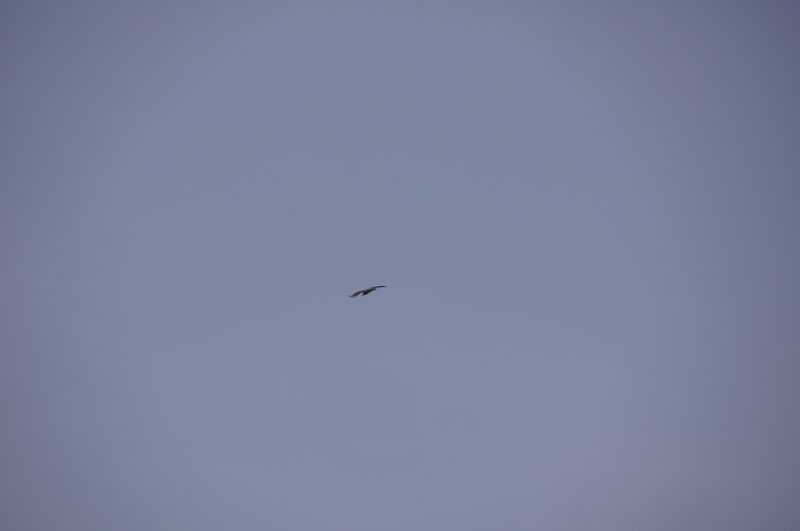 <i>Necrosyrtes monachus</i> (Hooded Vulture)