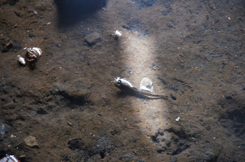 <i>Oxudercinae</i> (Mudskippers)