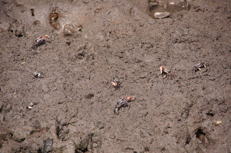 <i>Afruca tangeri</i> (West African Fiddler Crab)