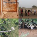 2017-11-28 - 2017-11-29<br/>
<b>Janjanbureh, The Gambia</b>
