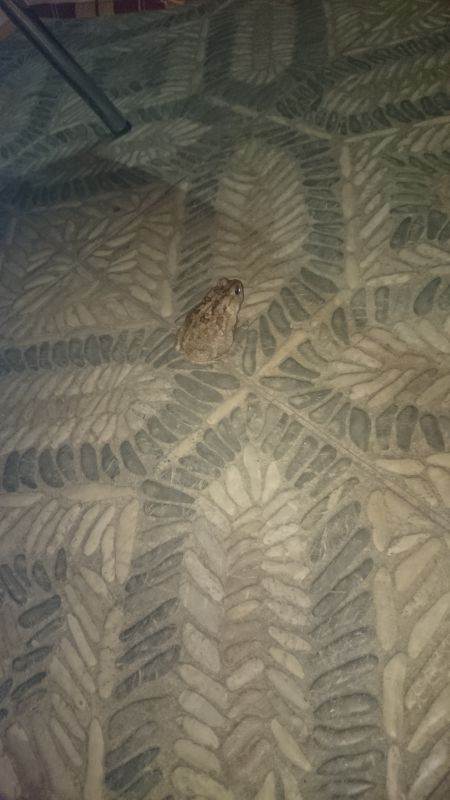 <i>Sclerophrys</i> (African Toads)