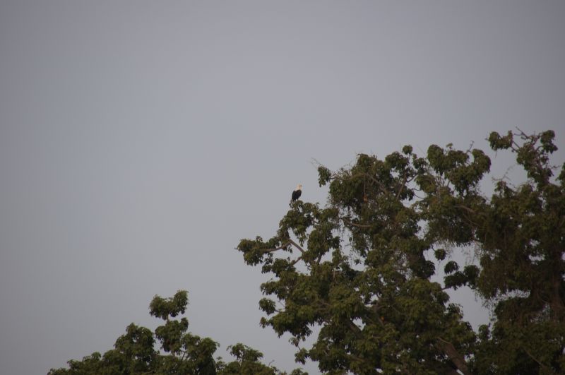 <i>Haliaeetus vocifer</i> (African Fish-Eagle)