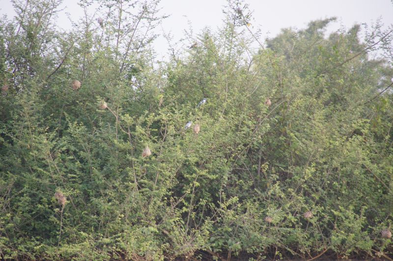 <i>Ceryle rudis</i> (Pied Kingfisher)