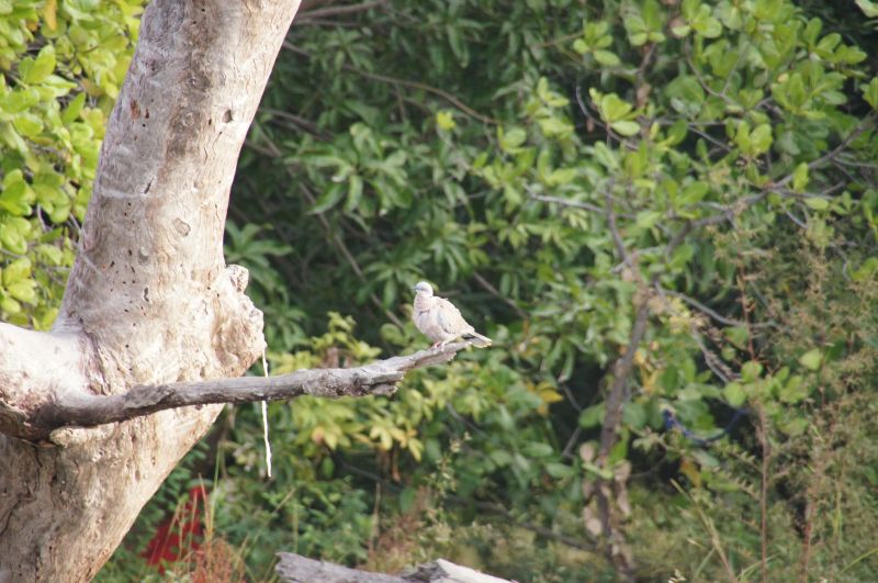 <i>Streptopelia decipiens</i> (Mourning Collared Dove)