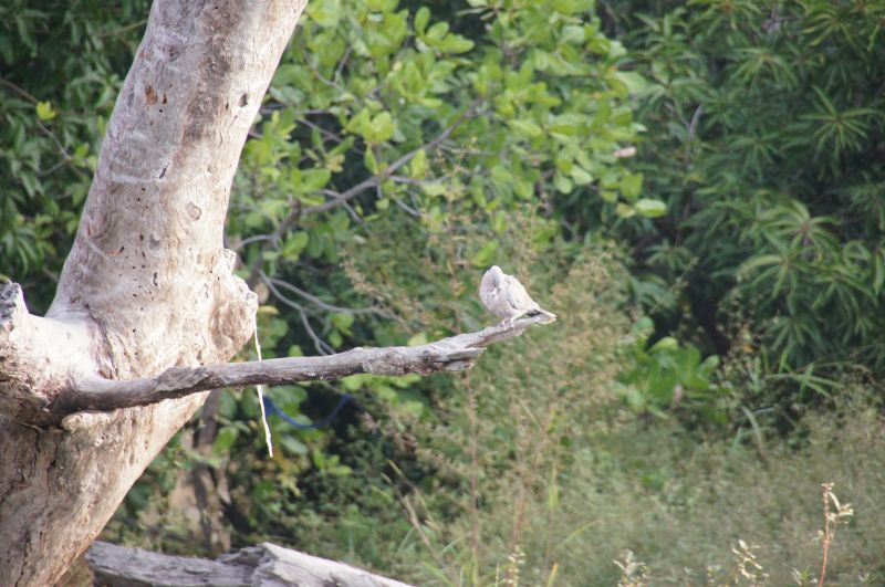 <i>Streptopelia decipiens</i> (Mourning Collared Dove)