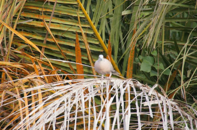 <i>Streptopelia decipiens</i> (Mourning Collared Dove)