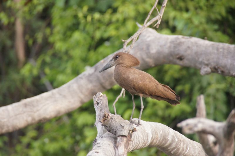 <i>Scopus umbretta</i> (Hamerkop)