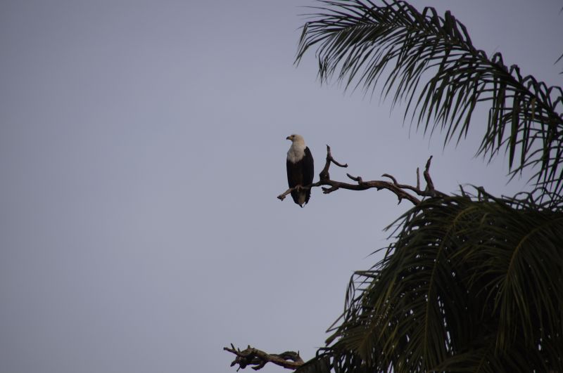<i>Haliaeetus vocifer</i> (African Fish-Eagle)