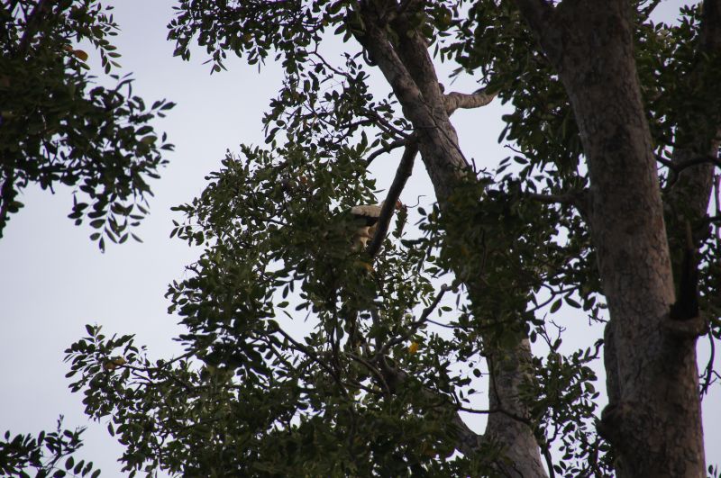 <i>Gypohierax angolensis</i> (Palm-nut Vulture)