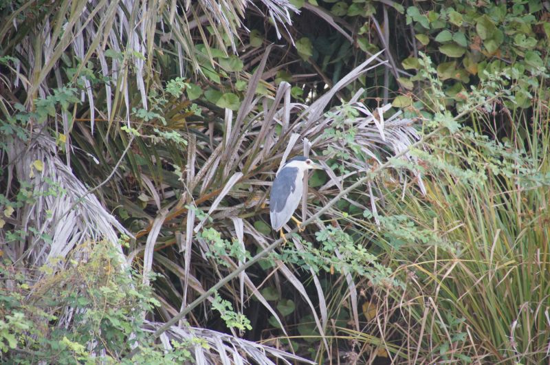 <i>Nycticorax nycticorax</i> (Black-crowned Night Heron)