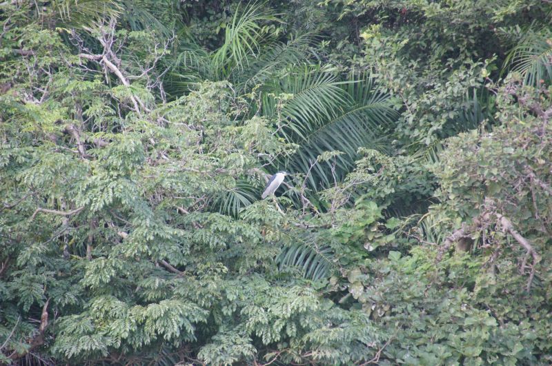 <i>Nycticorax nycticorax</i> (Black-crowned Night Heron)