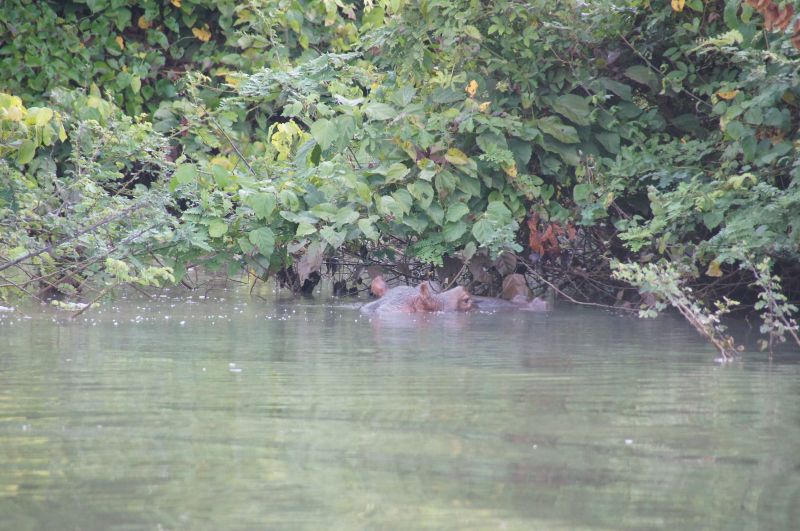 <i>Hippopotamus amphibius</i> (Hippopotamus)