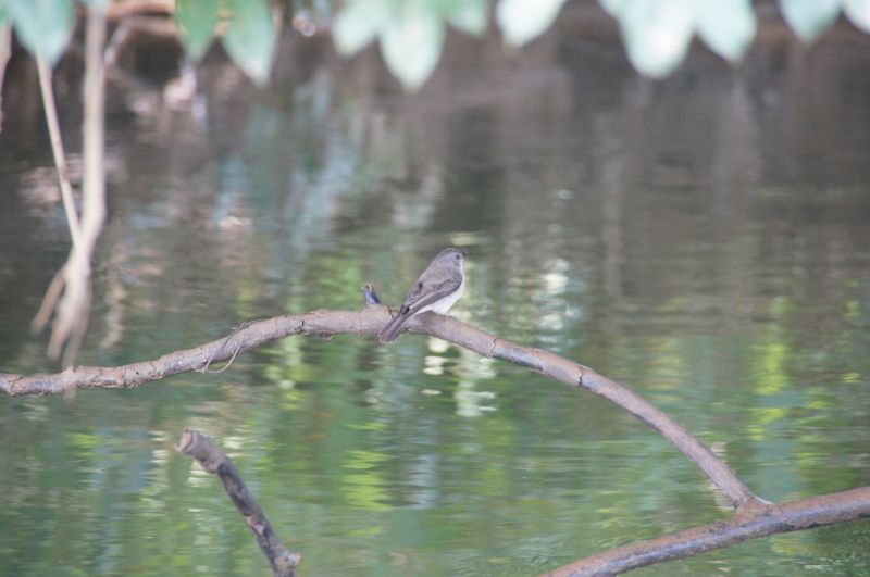 <i>Muscicapa</i> (null)