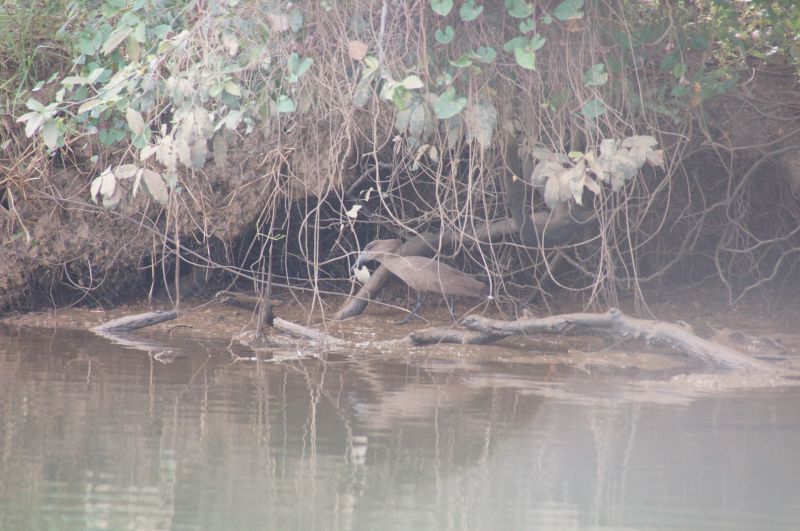 <i>Scopus umbretta</i> (Hamerkop)