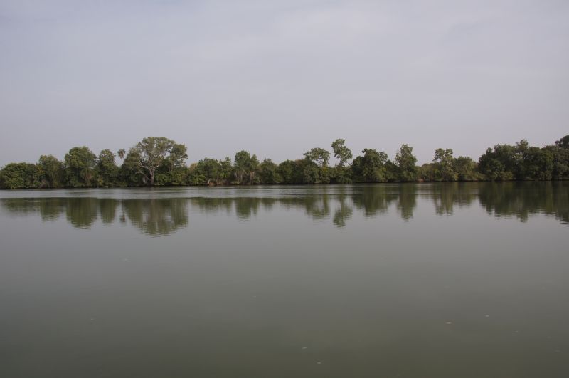 <i>Ardea cinerea</i> (Grey Heron)