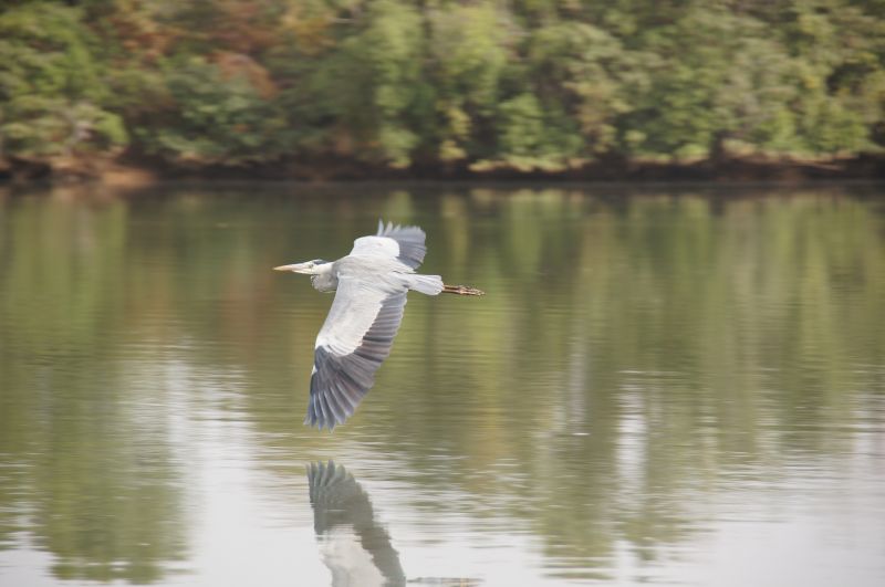 <i>Ardea cinerea</i> (Grey Heron)