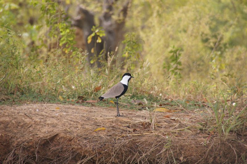 <i>Vanellus spinosus</i> (Spur-winged Lapwing)