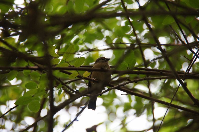 Viewing photos→2017→2017-12-01→064