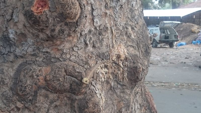 Viewing photos→2017→2017-12-01→115