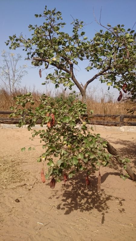 Viewing photos→2017→2017-12-01→178