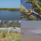 2017-12-04<br/>
<b>Parc National de la Langue de Barbarie, Sénégal</b>
