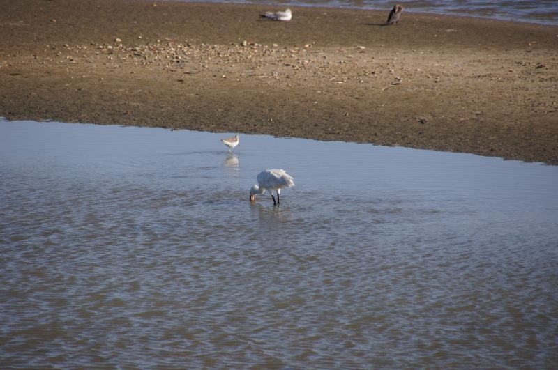 <i>Platalea leucorodia</i> (Eurasian Spoonbill)