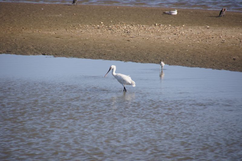 <i>Platalea leucorodia</i> (Eurasian Spoonbill)
