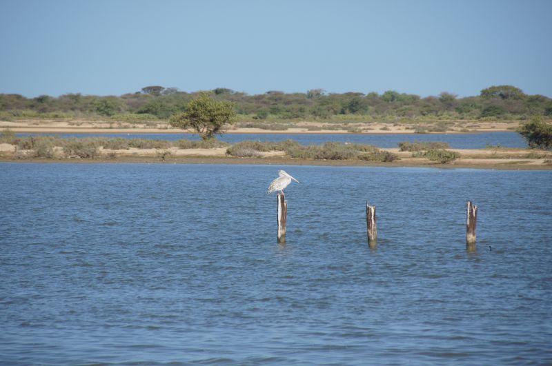 <i>Pelecanus rufescens</i> (Pink-backed Pelican)