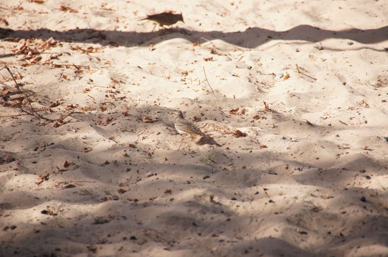 <i>Galerida cristata</i> (Crested Lark)