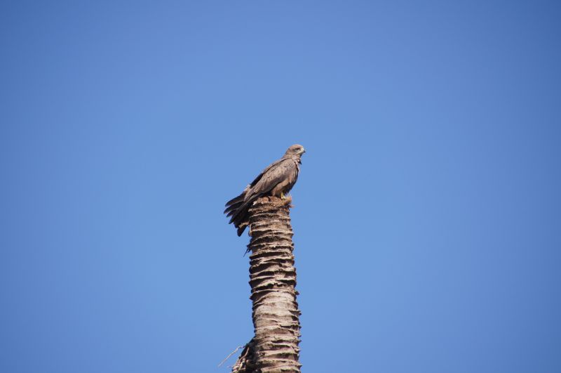 <i>Milvus migrans</i> (Black Kite)