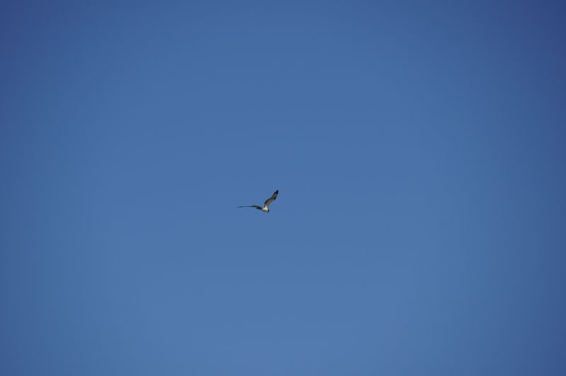 <i>Pandion haliaetus</i> (Osprey)