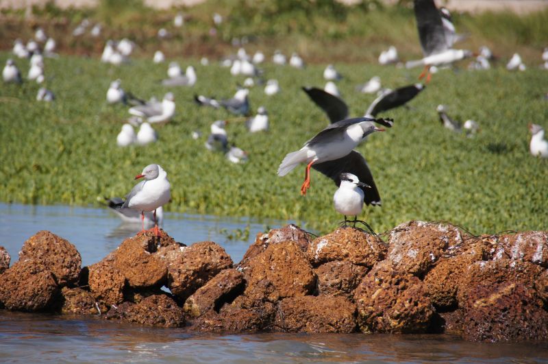 <i>Chroicocephalus cirrocephalus</i> (Gray-hooded Gull)