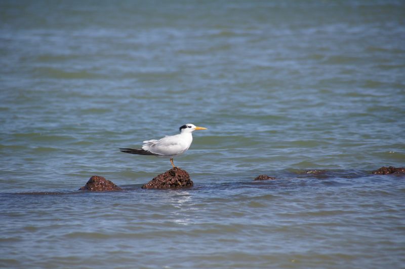 <i>Thalasseus maximus</i> (Royal Tern)