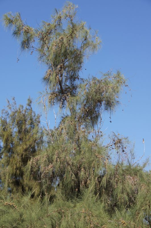 Viewing photos→2017→2017-12-04→54