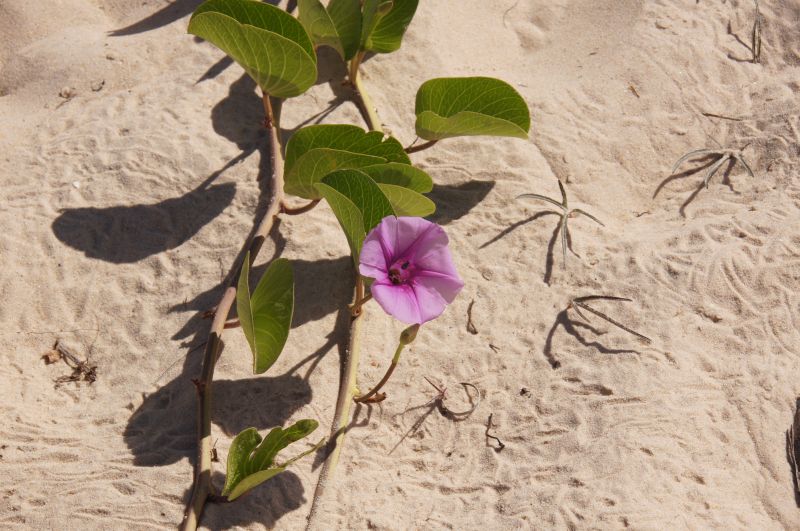 <i>Ipomoea pes-caprae</i> (Goat's Foot Convolvulus)