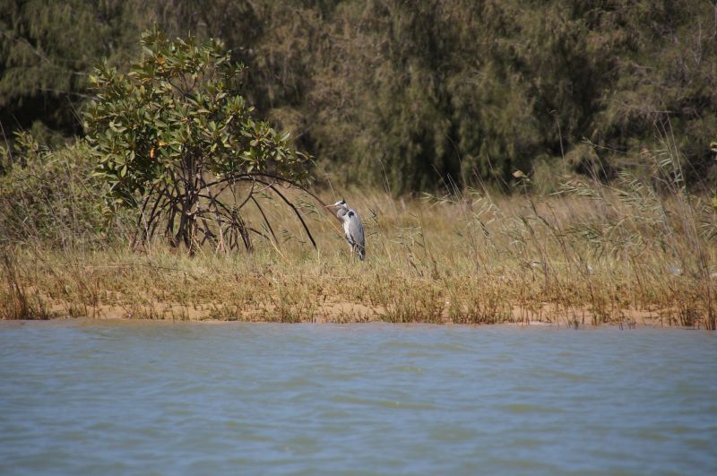 <i>Ardea cinerea</i> (Grey Heron)