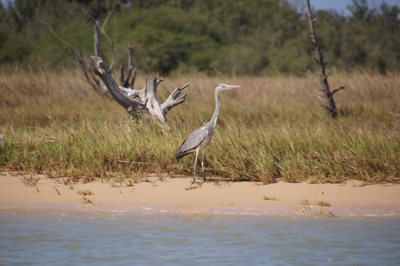 <i>Ardea cinerea</i> (Grey Heron)