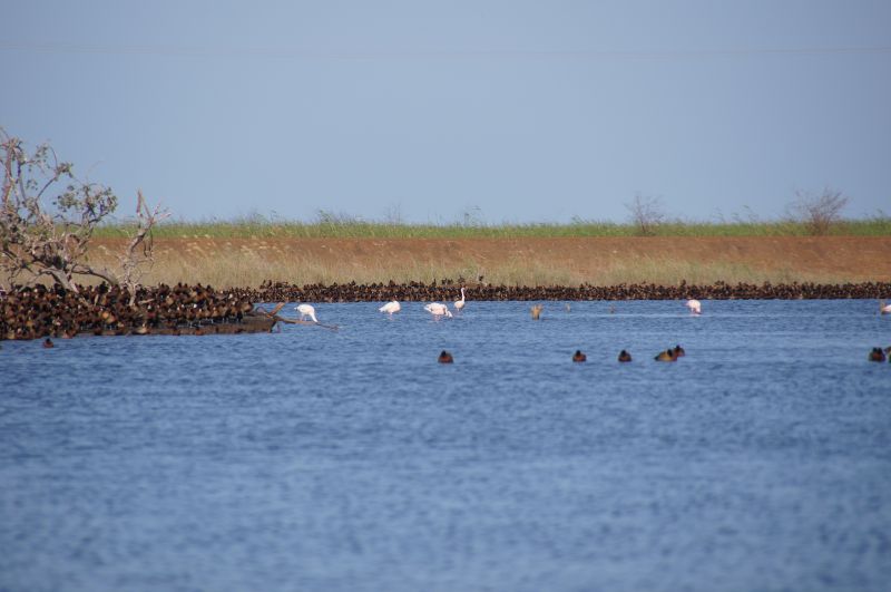 <i>Phoeniconaias minor</i> (Lesser Flamingo)
