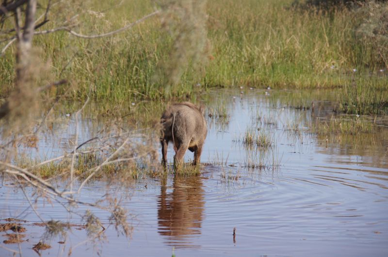 <i>Phacochoerus africanus</i> (Common Warthog)