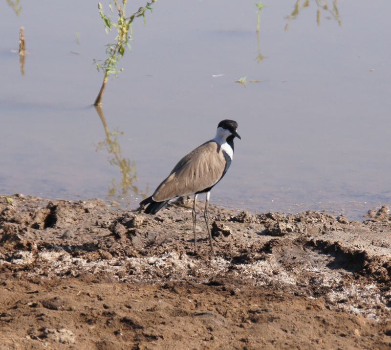 <i>Vanellus spinosus</i> (Spur-winged Lapwing)