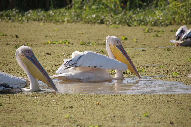 <i>Pelecanus onocrotalus</i> (Great White Pelican)
