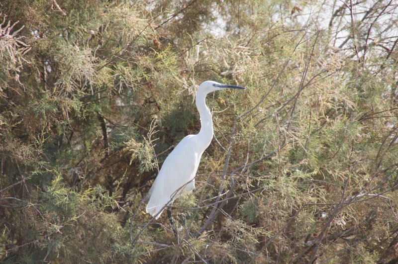 <i>Egretta garzetta</i> (Little Egret)