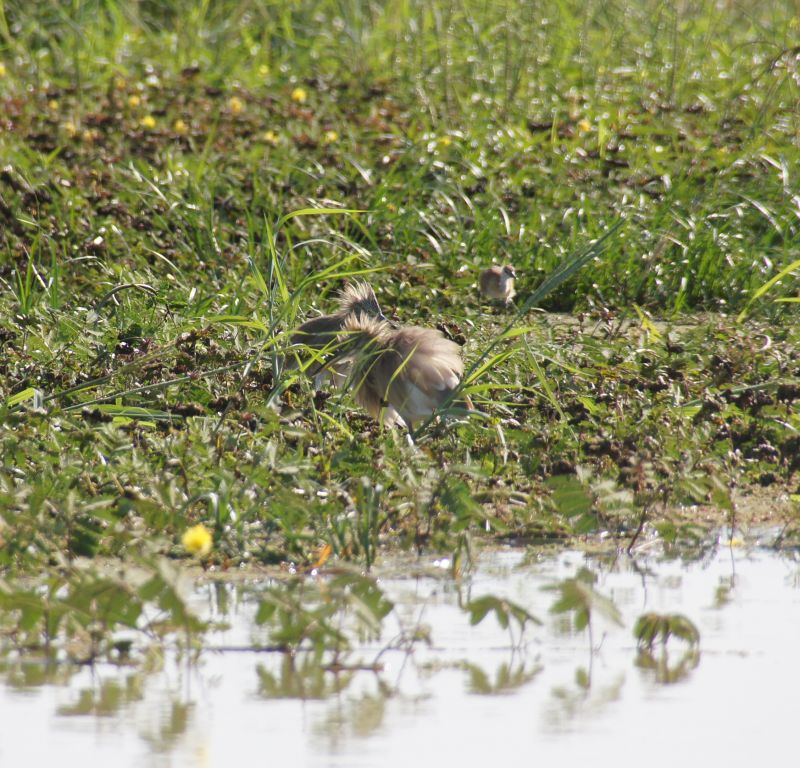 <i>Ardeola ralloides</i> (Squacco Heron)