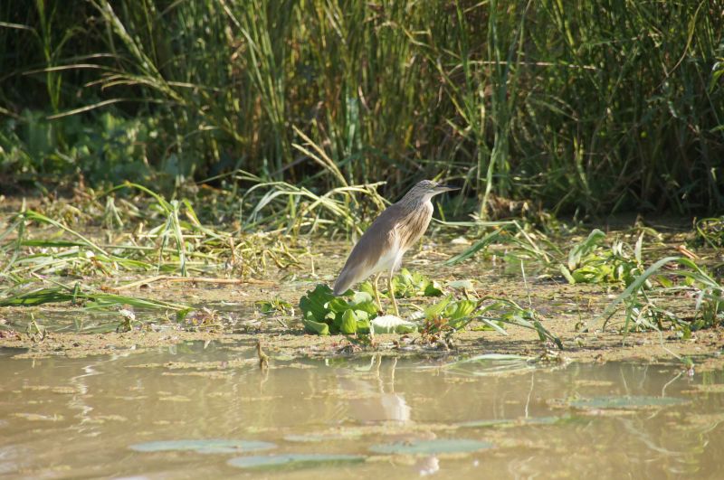 <i>Ardeola ralloides</i> (Squacco Heron)