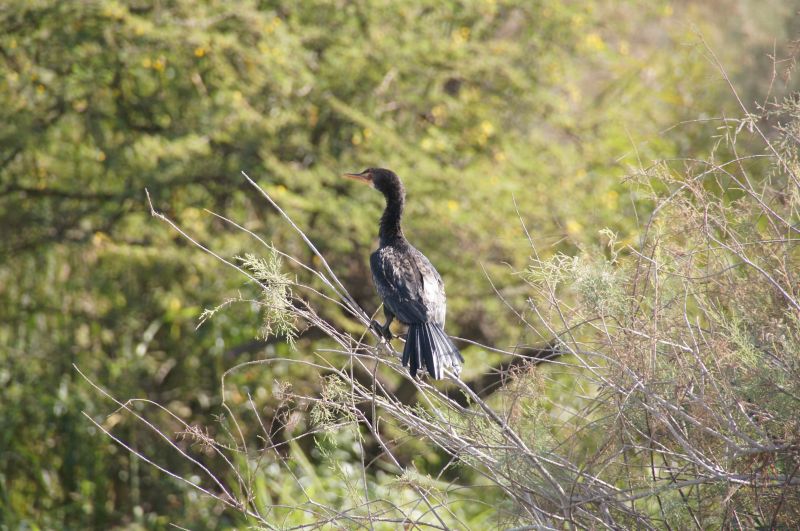 <i>Microcarbo africanus</i> (Long-tailed Cormorant)