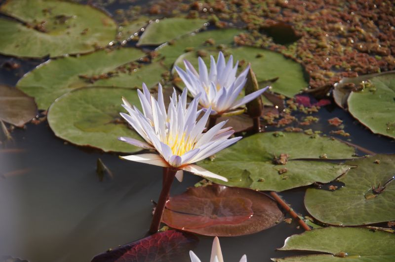 <i>Nymphaea micrantha</i> (Blue Egyptian Lotus)